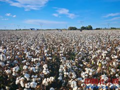 Can Chinese irrigation tech fix Pakistan��s struggling agric