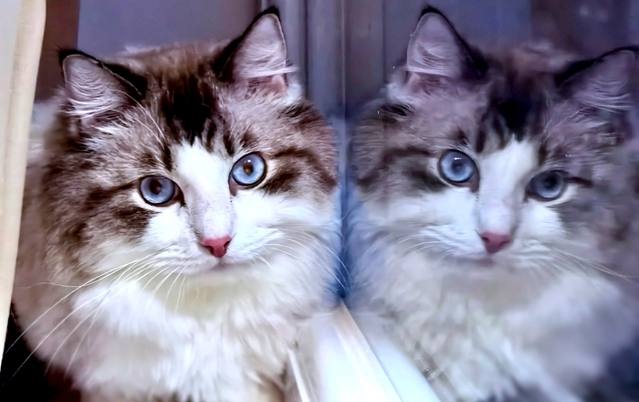 The road to popularizing pet insurance still faces obstacles