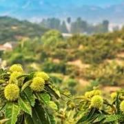 Cultivate agricultural enterprises with international compet